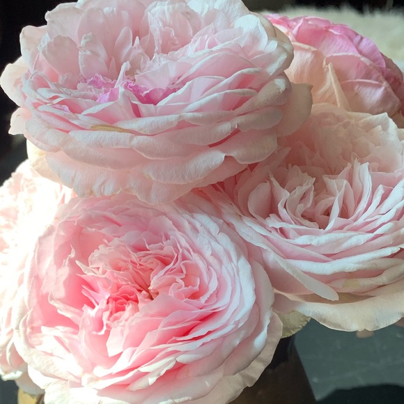 Meet your Posher, Alice - Picture 1 of 1